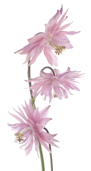 Columbine flowers — Stock Photo, Image