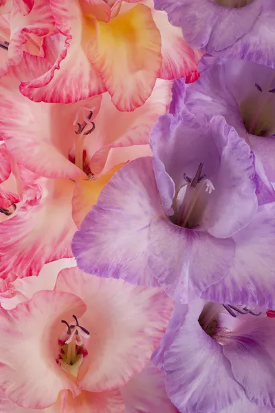 Gladiolenblüten — Stockfoto