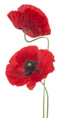 haşhaş çiçekleri