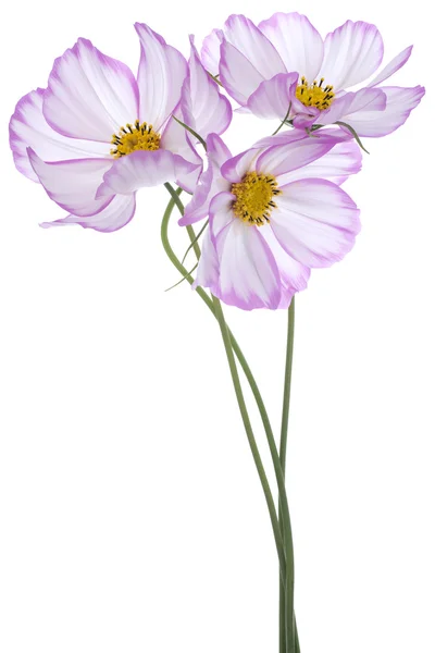 Cosmos flores — Foto de Stock