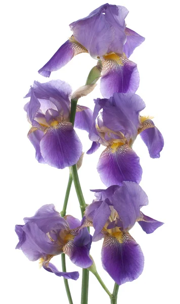 Iris bloemen — Stockfoto