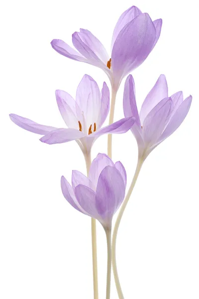 Colchicum blommor Stockfoto