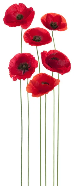 haşhaş çiçekleri