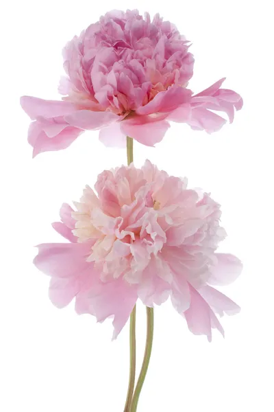 Şakayık çiçekleri