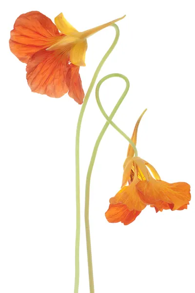 Nasturtium bloemen — Stockfoto
