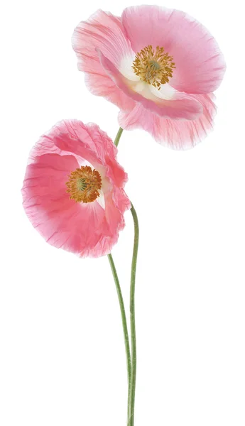 Poppy bloemen — Stockfoto