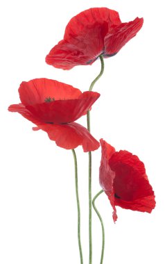 haşhaş çiçekleri