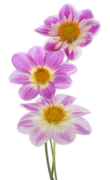 Fiori di Dahlia — Foto Stock