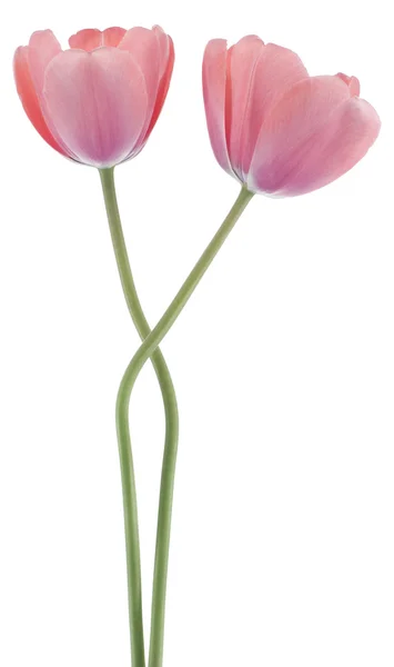 ดอกทิวลิป — ภาพถ่ายสต็อก