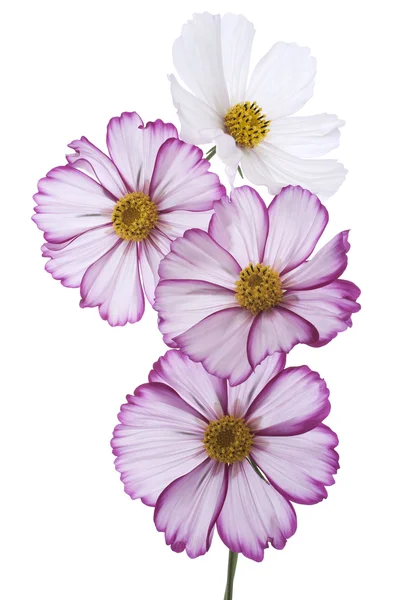 Fiori del cosmo — Foto Stock