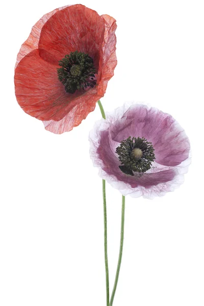 Poppy flowers — Stock Photo, Image