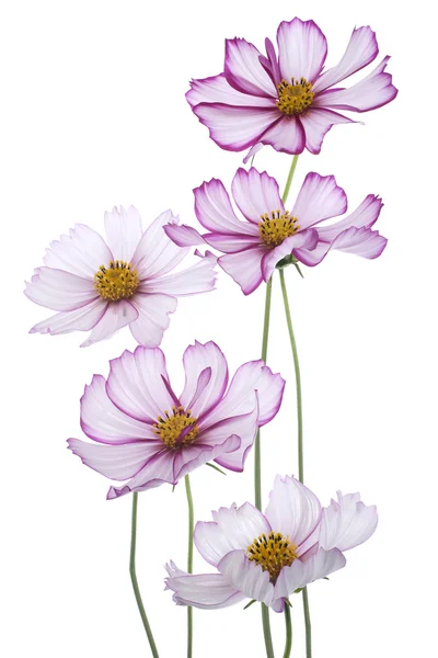 Flor cosmos — Fotografia de Stock