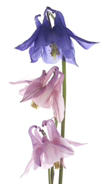 Columbine flowers — Stock Photo, Image