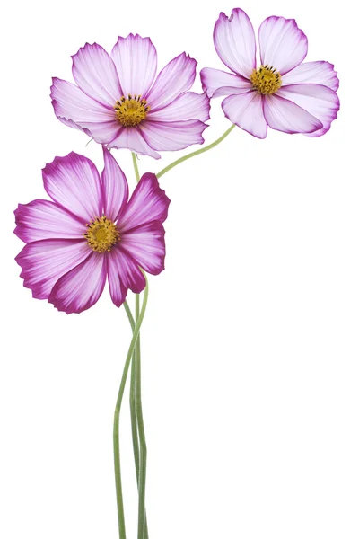 Cosmos flores — Foto de Stock