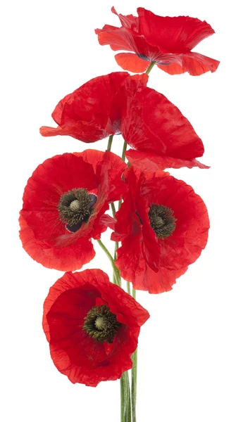 Poppy flowers — Stock Photo, Image