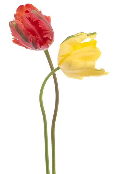 Tulpenblüten — Stockfoto