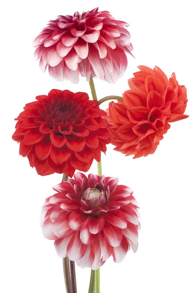 Dahlia flowers — Stock Photo, Image