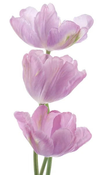 Tulpenblüten — Stockfoto