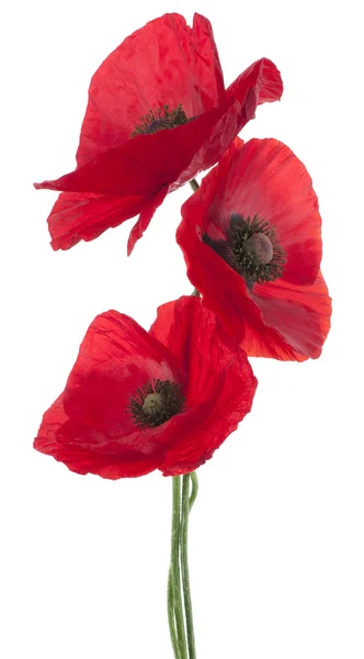 Poppy bloemen — Stockfoto