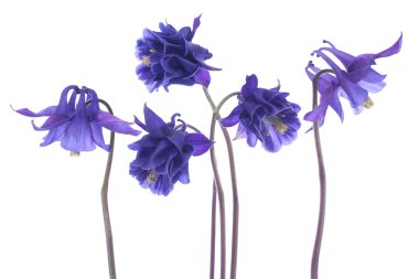 Columbine çiçekler