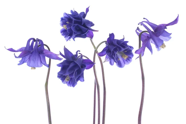 Columbine λουλούδια — Φωτογραφία Αρχείου