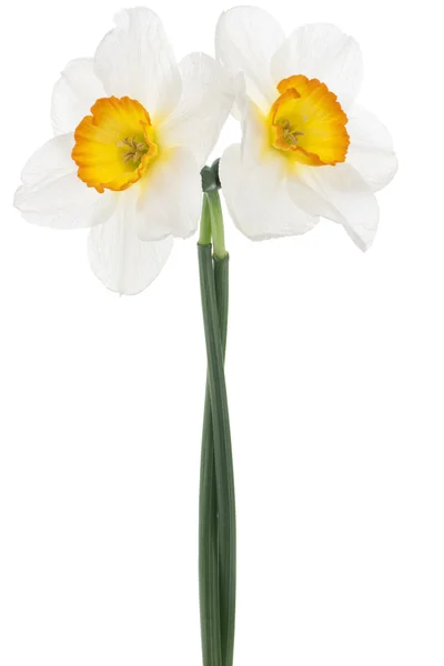 Daffodil flowers — Stock Photo, Image
