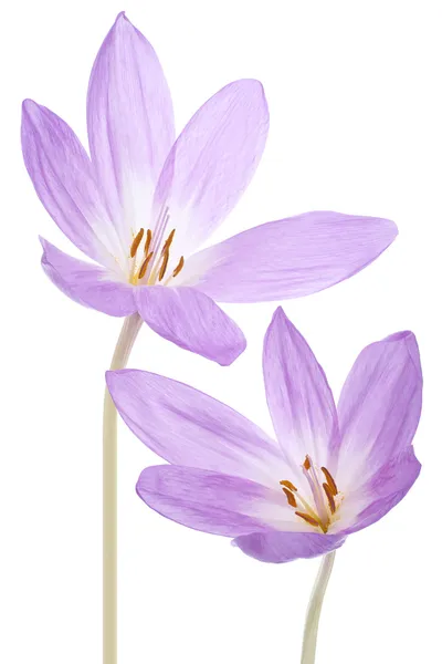 Flores de colchicum — Fotografia de Stock