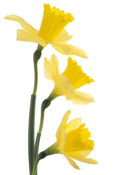 Narcissen bloemen — Stockfoto