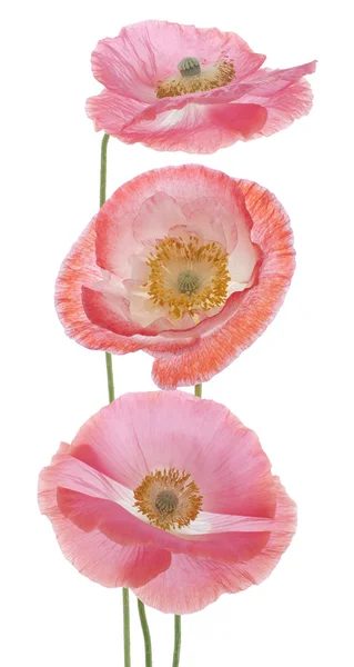 Poppy bloemen — Stockfoto