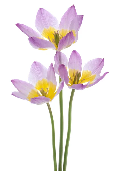 Tulip — Stock Photo, Image