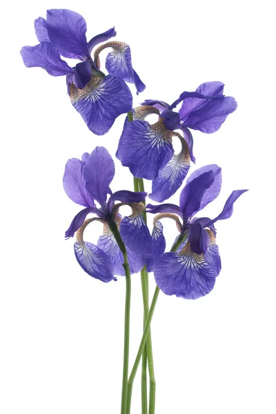 Iris — Stock Photo, Image