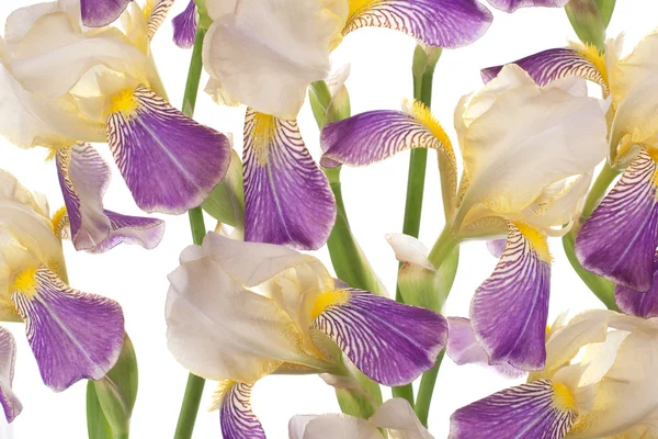 Iris — Stockfoto