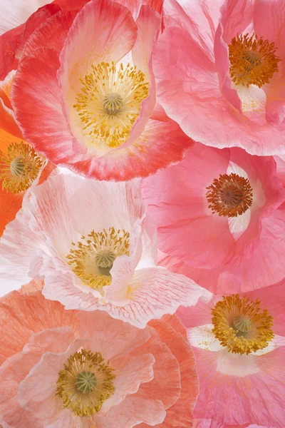 Mohn — Stockfoto