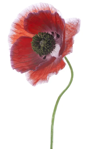 Papaver — Stockfoto