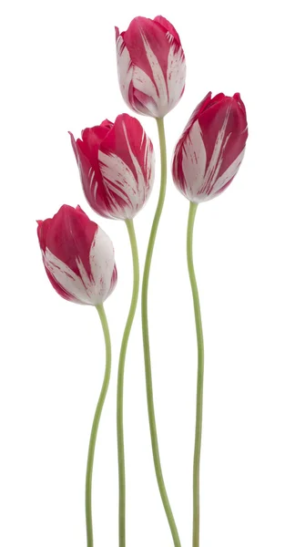 Tulipano — Foto Stock