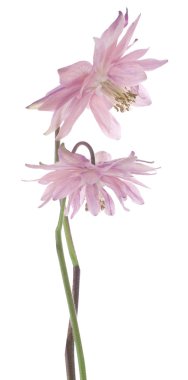 Columbine