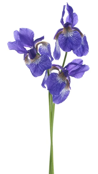 IRIS — Photo