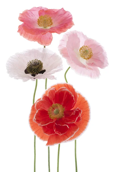 Poppy — Stock Photo, Image