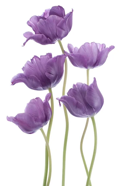 Tulip — Stock Photo, Image