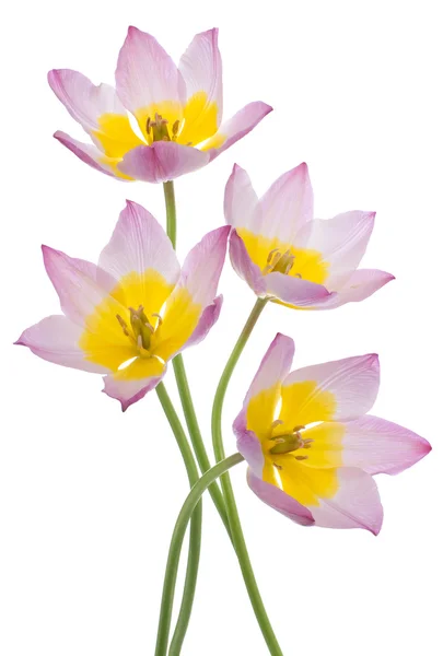 Tulip — Stock Photo, Image