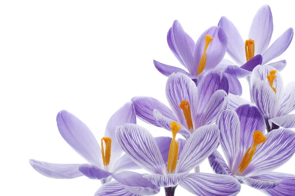 Crocus — Stockfoto