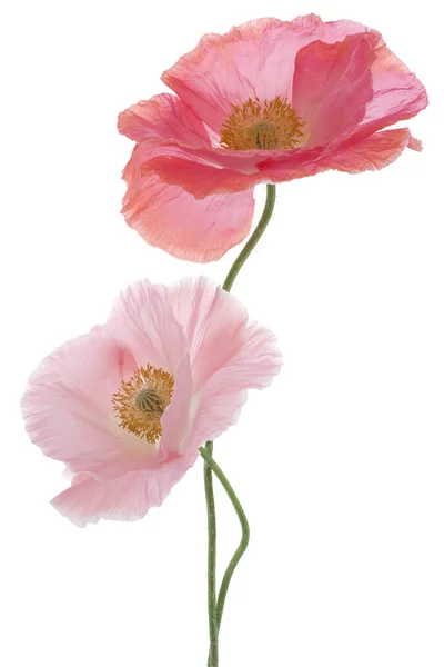 Papaver — Stockfoto