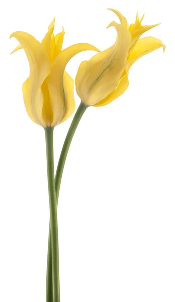 Tulp — Stockfoto