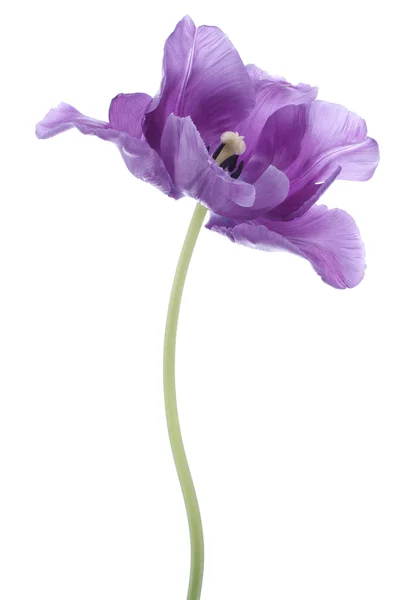 Tulip — Stock Photo, Image