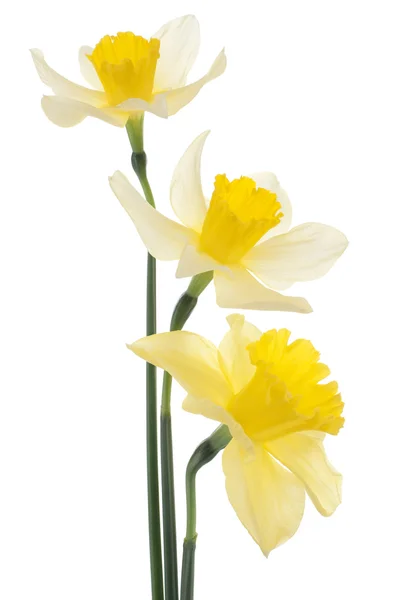 Daffodil — Zdjęcie stockowe