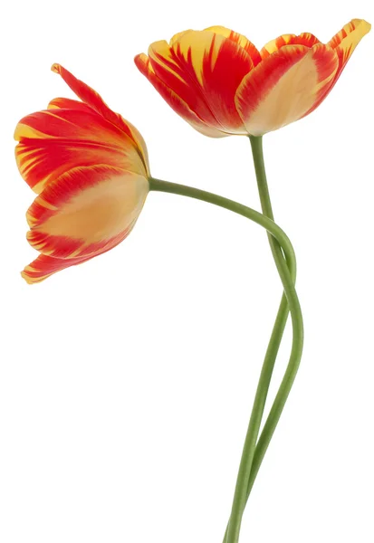 Tulp — Stockfoto