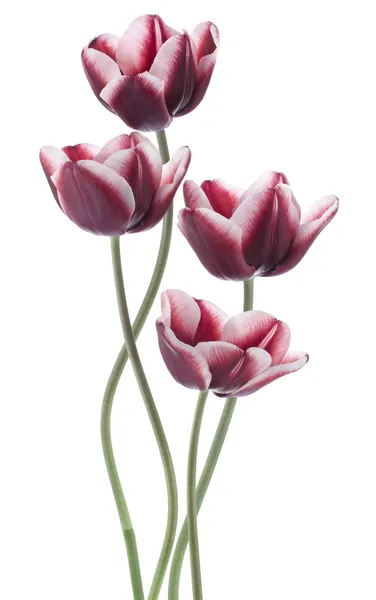 Tulipano — Foto Stock