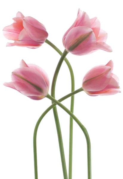 Tulipa — Fotografia de Stock