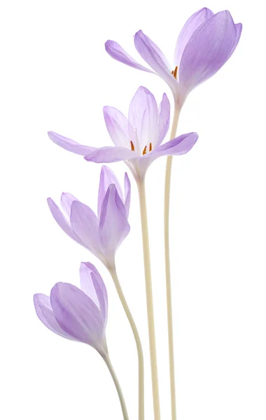 Colchicum — Foto Stock