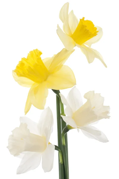 Daffodil — Zdjęcie stockowe